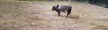 Angry Bull Snorting And Pawing The Ground Royalty Free Stock Photo