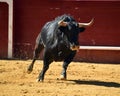 Angry bull in spain with big horns