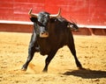 Angry bull in spain with big horns