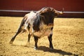 Angry bull in spain with big horns