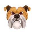 Angry bulldog face colored in beige and white vector realistic Royalty Free Stock Photo