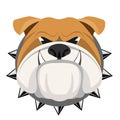 Angry bulldog face in metal collar vector realistic illustration. Royalty Free Stock Photo