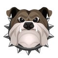 Angry bulldog face in metal collar vector realistic illustration.