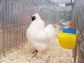 An angry caged white chicken behind a fence Royalty Free Stock Photo