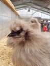 An angry caged white chicken behind a fence Royalty Free Stock Photo