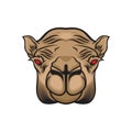 Angry camel head vector illustration