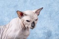 Angry Canadian Sphynx cat