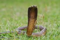 Angry Cape Cobra Snake Royalty Free Stock Photo