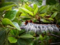 Angry Cape Lappet moth caterpillar