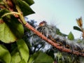 Angry Cape Lappet moth caterpillar 1