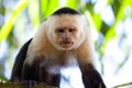 Angry capuchin monkey