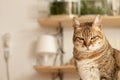 Angry cat Royalty Free Stock Photo