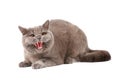 Angry cat Royalty Free Stock Photo