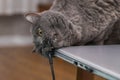 Angry cat attacks laptop. Animals versus technology