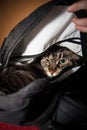 Angry cat in backbag