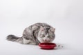 Angry cat eating forage from plastic bowl on white background Royalty Free Stock Photo