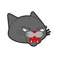 Angry cat face. Attacker pet head. Animal bully vector