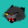 Angry cat face. Attacker pet head. Animal bully vector