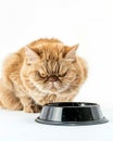 angry cat in front of black bowl white background