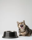 angry cat in front of black bowl white background