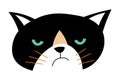 Angry cat, furious expression on kitty muzzle Royalty Free Stock Photo