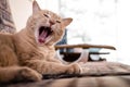 Angry Cat Royalty Free Stock Photo