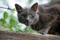 Angry cat growls sitting on fence behind barbed wire. Aggressive grey cat defending his territory. Royalty Free Stock Photo