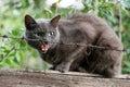 Angry cat growls sitting on fence behind barbed wire. Aggressive grey cat defending his territory. Royalty Free Stock Photo