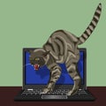 Angry cat on a laptop