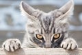 Angry cat looks in front. Royalty Free Stock Photo