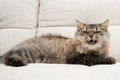 An angry cat lying on sofa Royalty Free Stock Photo