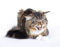 Angry Cat, Main coon Royalty Free Stock Photo