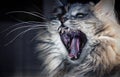 An angry cat? Royalty Free Stock Photo