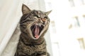 Angry cat Royalty Free Stock Photo