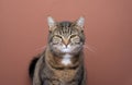angry cat portrait. tabby domestic shorthair cat looking at camera mischievous