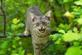 Angry cat on tree Royalty Free Stock Photo