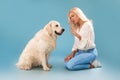 Angry woman scolding her dog at blue studio Royalty Free Stock Photo