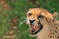 Angry cheetah