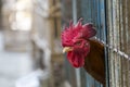 Angry chicken or hen in the cages for sell in the market. Torture animals. Domestic animal businesses for food. Close up.