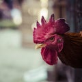 Angry chicken or hen in the cages for sell in the market. Torture animals. Domestic animal businesses for food. Close up.