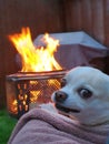 Angry Chihuahua chillin at camp fire