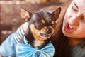 Angry Chihuahua dog.Teenage girl teases her dog, playing with her pet