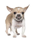 Angry Chihuahua growling, 2 years old