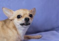 Angry Chihuahua puppy against blue background