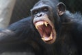 Angry Chimpanzee Portrait