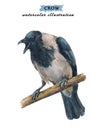 Angry, crying crow sitting on the branch.