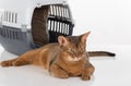 Angry and Curious Abyssinian cat and box. Isolated on white background