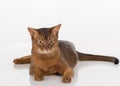 Angry and Curious Abyssinian cat. Isolated on white background