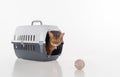 Angry and Curious Abyssinian cat sitting in the box and looking out with Toy ball. Isolated on white background Royalty Free Stock Photo