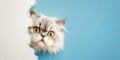 Angry Cute Persian Kitten Looking From Behind Torn Sheet of Paper on Blue Background